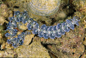  Pteraeolidia ianthina    (Blue Dragon)